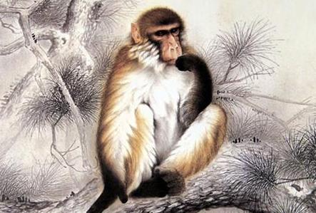 行(打一生肖)不安分之选,属猴者的独特魅力与挑战 行(打一生肖)不安分之选,属猴者的独特魅力与挑战