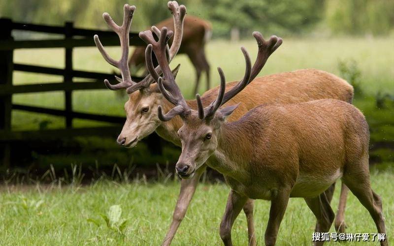 鹿，生肖中的神秘使者与奥秘解释落实