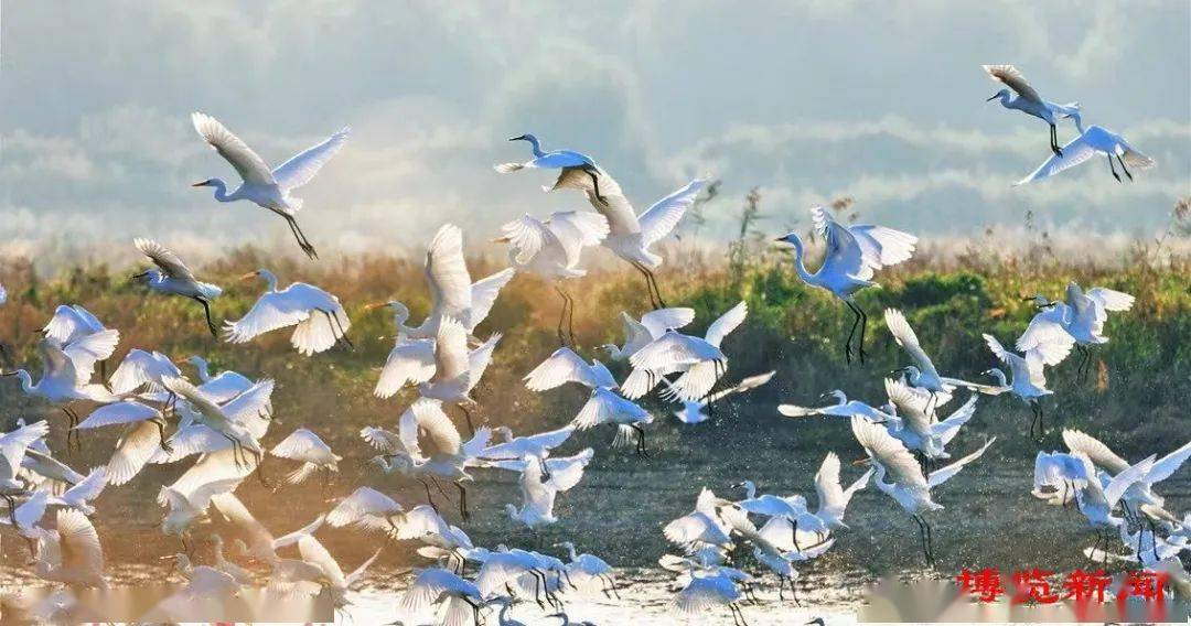 千鸟齐呜大地春打一生肖、积极解释落实