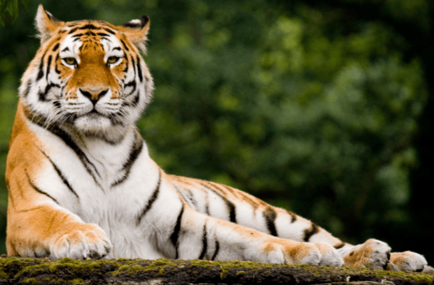 龙虎斗的动物打一生肖、最新解释与落实