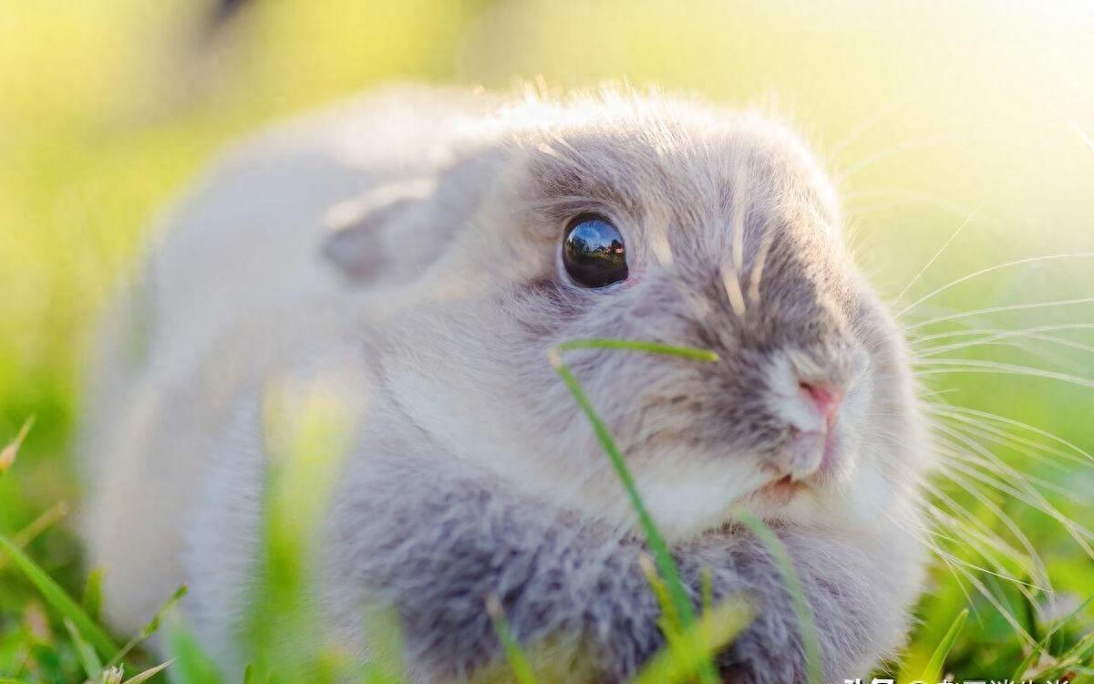 野心勃勃打一最佳生肖、沉稳作答落实解释