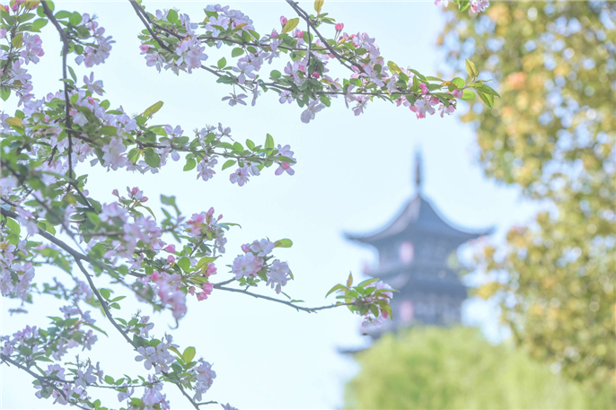 东栏一株雪，生肖之谜与积极转变的智慧