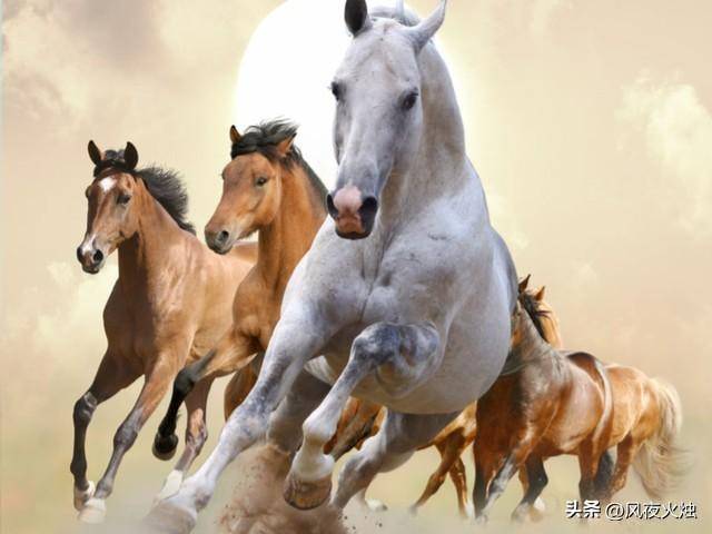 厉兵秣马，生肖之谜的正确解读与实际运用