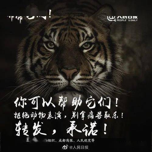 凶威背后的坚韧与不屈—生肖之虎的传奇