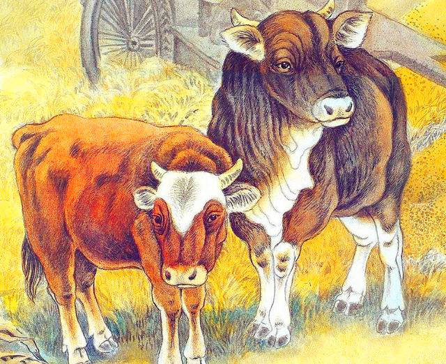 耕田打一生肖，探寻生肖牛的勤劳与坚韧