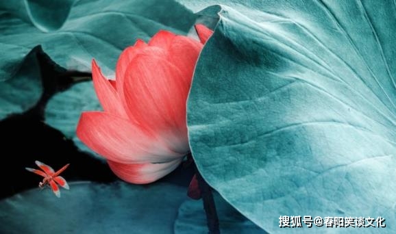 浮华梦醒打一生肖、积极解释落实