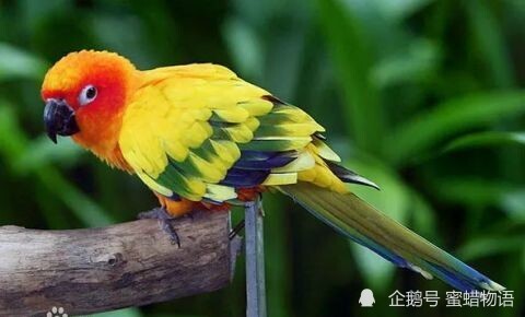 鹦鹉啄金桃，生肖寓言与时代文化解析