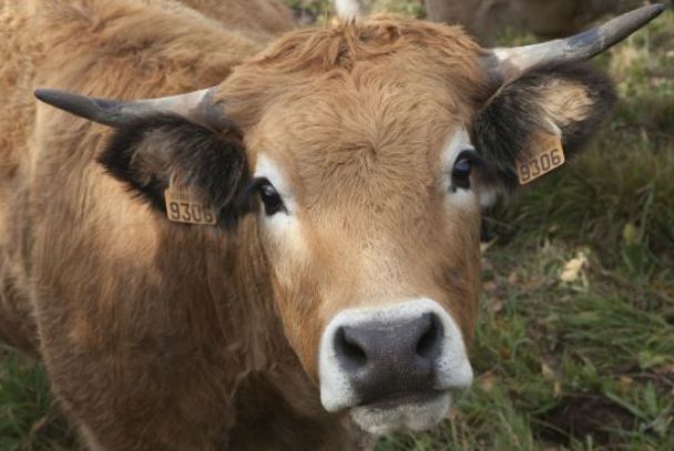 牛上牛下，揭秘生肖文化中的独特寓意
