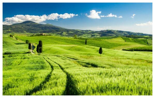 绿草如崮打一生肖、谁来落实解答？