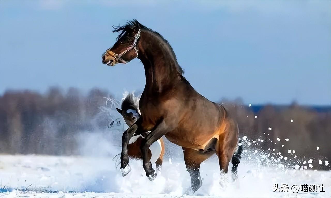 今期生肖出风头，揭秘与正确解读