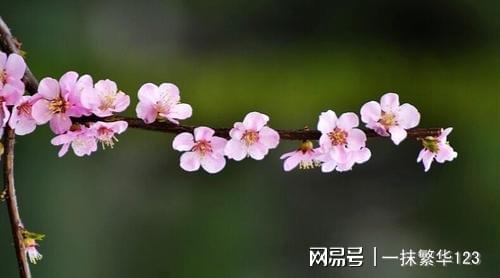 烟雨濛濛打一生肖、绝佳解释落实