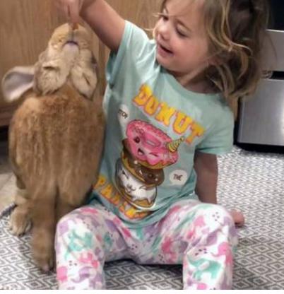 两小无猜的谜底，生肖之兔的温馨解读