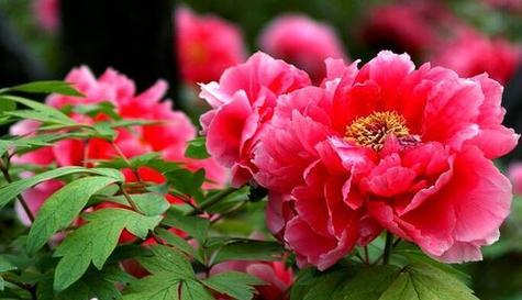 红花蓝天打一生肖、揭秘背后的文化寓意