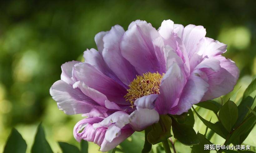 名花倾一两相欢打一生肖、背后的坚韧与不屈