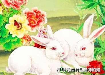 红蓝相间话生肖—揭秘属兔人的独特魅力与智慧