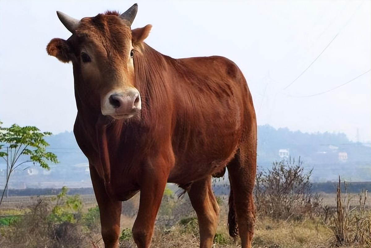 谟打一生肖，背后的坚韧与不屈