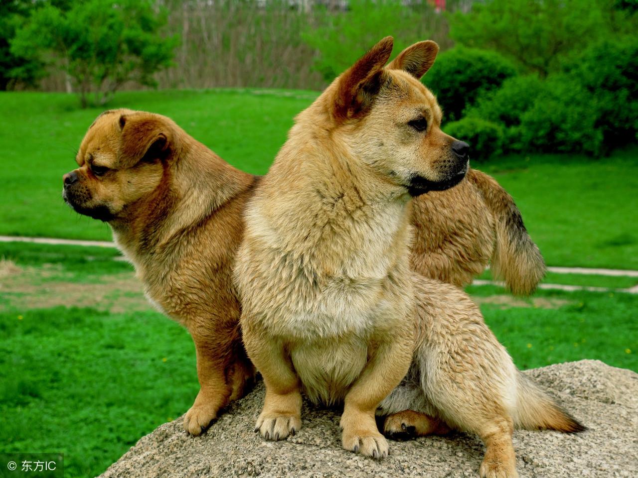 祸不单行打一生肖、揭秘如何选择并落实正确的