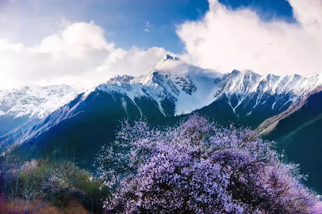 惊天动地打一生肖!的动物智慧与战略运用