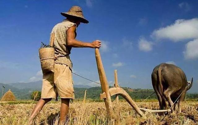 田间劳作之谜，揭秘工作在田中打一生肖的真相与寓意