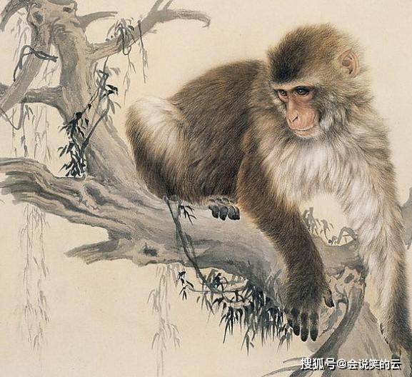 空芒生肖打一生肖、沉稳作答落实解释