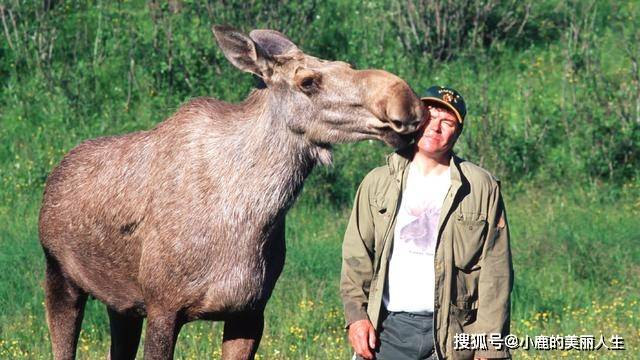 猪狗相亲打一生肖，背后的智慧与策略