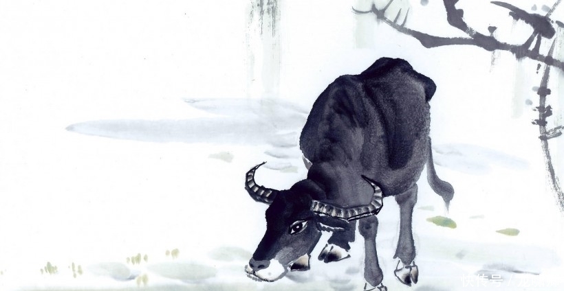 开云见日，生肖牛背后的坚韧与不屈