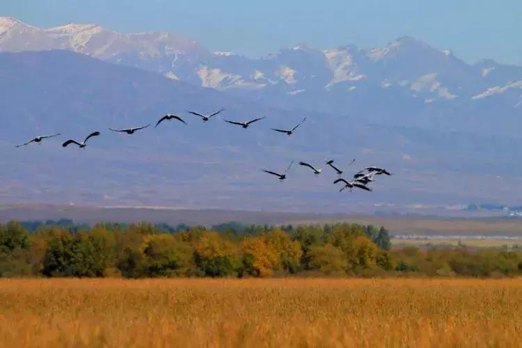 怀故乡打一生肖、的动物智慧与战略运用