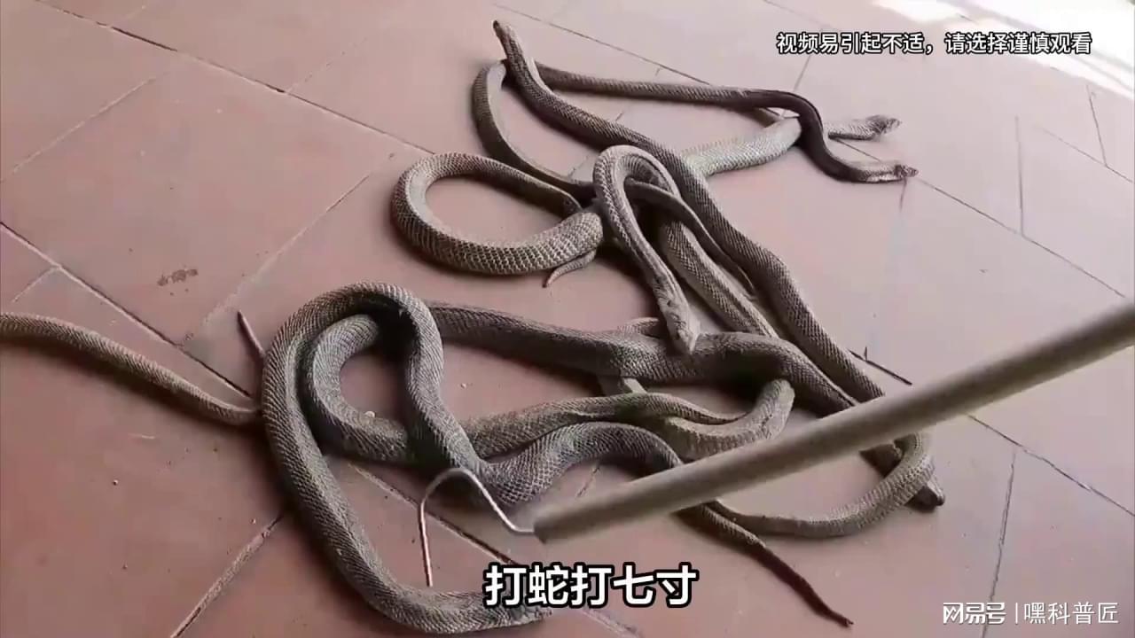 打蛇打七寸，揭秘生肖之谜