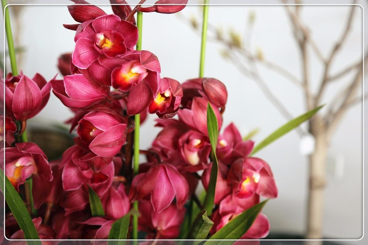 金鸡报喜背后的误导与生肖文化反思