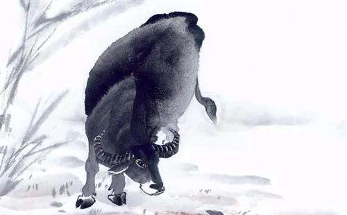 黑牛白角打一生肖、正确解释与落实