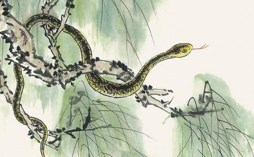 过古稀打一生肖、背后的坚韧与不屈