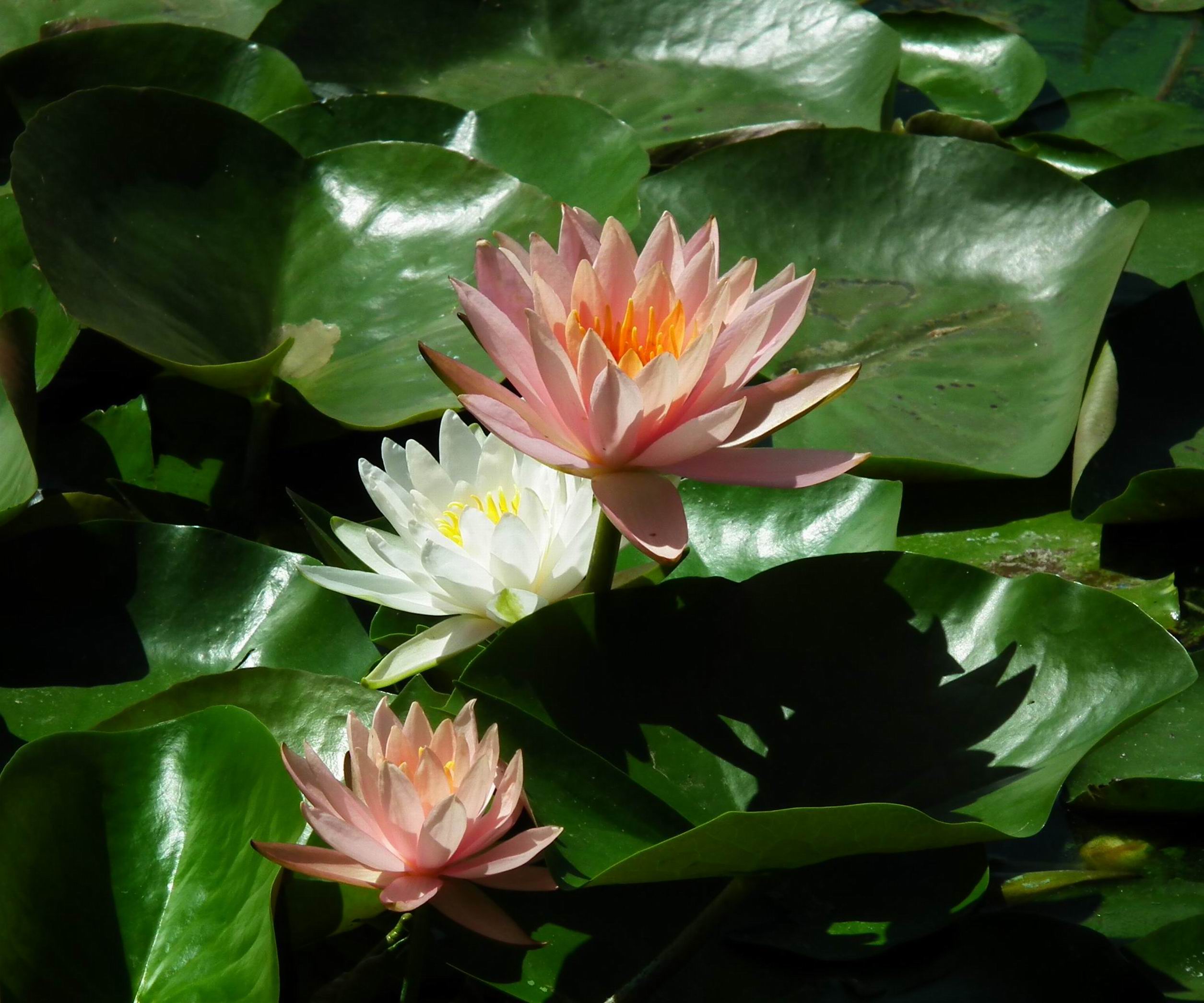 借花献佛打一生肖、定量解释落实 借花献佛打一生肖、定量解释落实