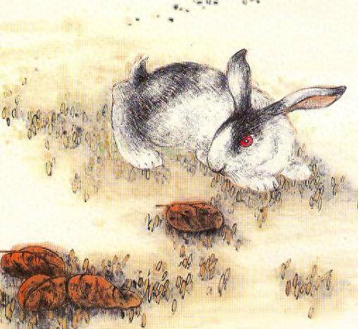 兔死狐悲,寓言背后的生肖智慧与积极应对 兔死狐悲,寓言背后的生肖智慧与积极应对