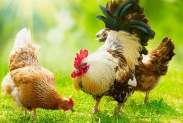 鸡前马后结同心打一生肖、的故事与寓意