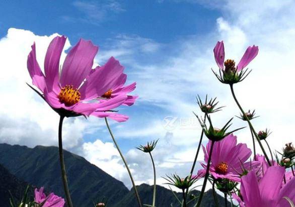 桃花一笑打一生肖、揭秘如何选择并落实正确的 桃花一笑打一生肖、揭秘如何选择并落实正确的