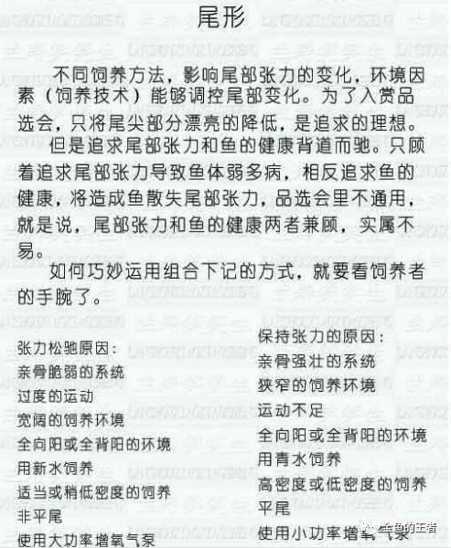 解密少头没尾打一生肖的谜题,正确解释与落实 解密少头没尾打一生肖的谜题,正确解释与落实