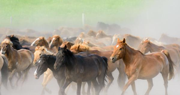 千军万马独中打一生肖，一场误导解释的落实与反思