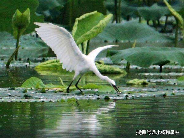 六月飞霜打一生肖、热议作答落实解释