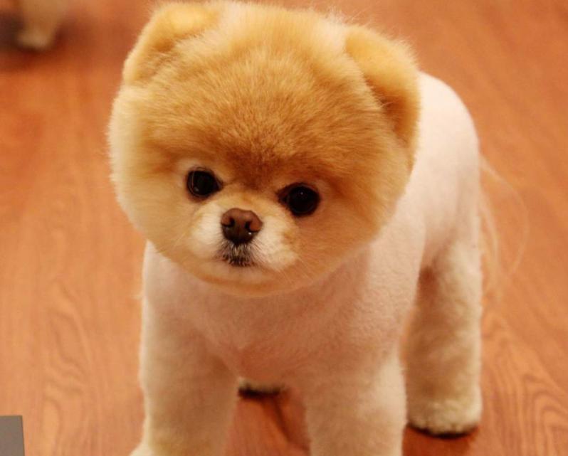 逢凶化吉打一个生肖、背后的智慧与策略 逢凶化吉打一个生肖、背后的智慧与策略