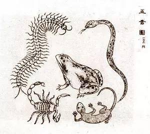 小心火烛，打一生肖的智慧与寓意