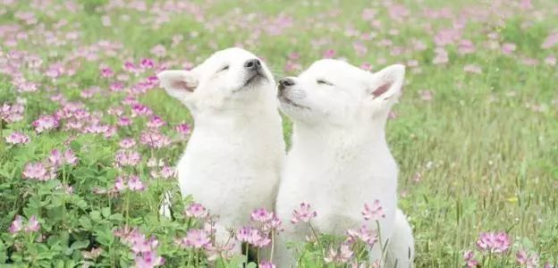 绝佳解释落实，马前狗后打一生肖的谜底