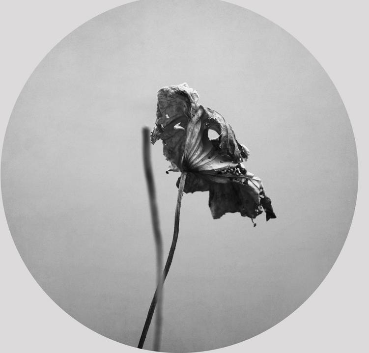 荷花与生肖，一池清莲，悟生之道