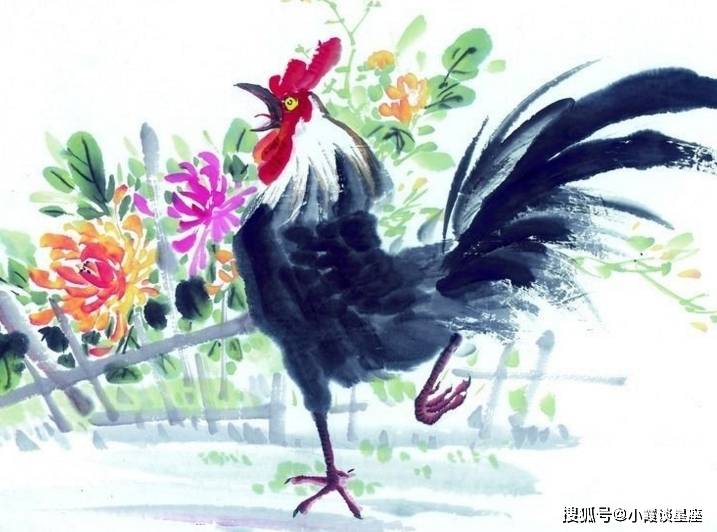 白头翁与生肖之谜，传统智慧与现代解读的碰撞