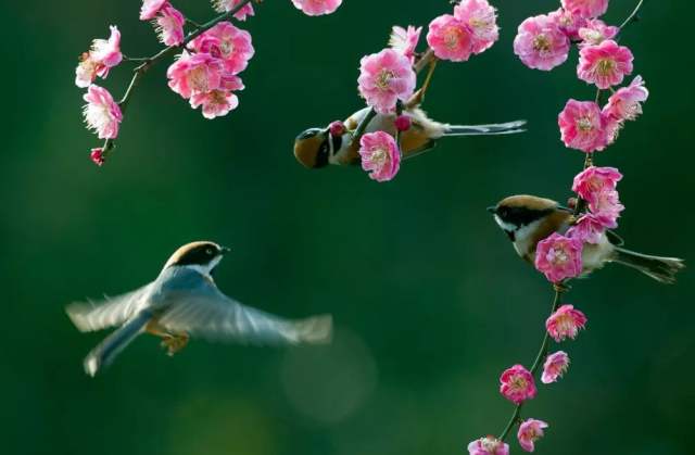 春回大地，生肖轮回，一年一春与生肖的奇妙邂逅