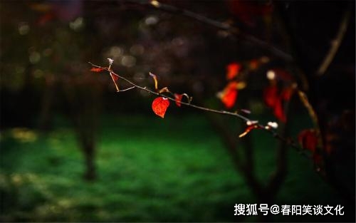 寒风细雨打一生肖、深度解析与智慧思考