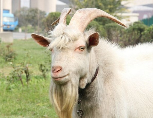 羊角断了打一生肖、与积极行动的完美结合