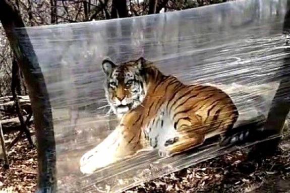 糊里糊涂打一生肖动物、成就解释落实