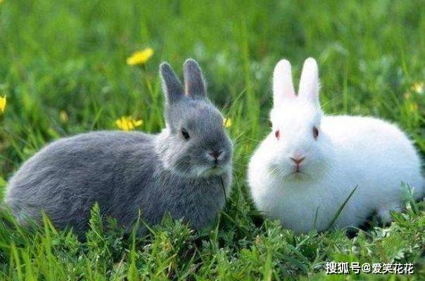 积极解释天上人间与生肖的奇妙联系—以兔为例