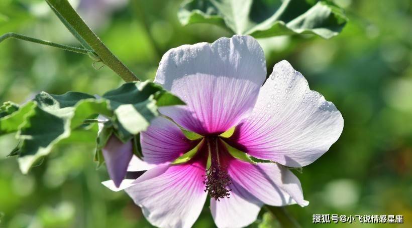 野草打一生肖，一场误导解释的落实与反思