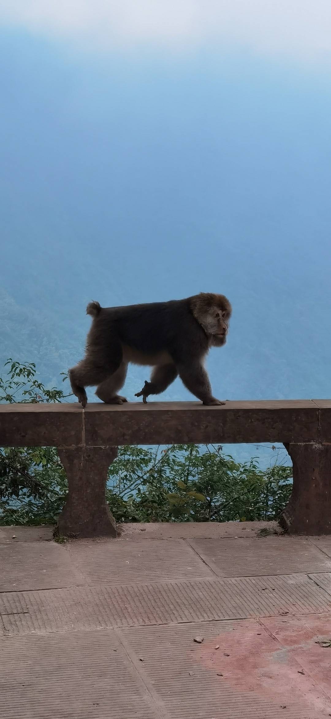 跳跃翻腾攀枝崖，揭秘猴的灵动与智慧